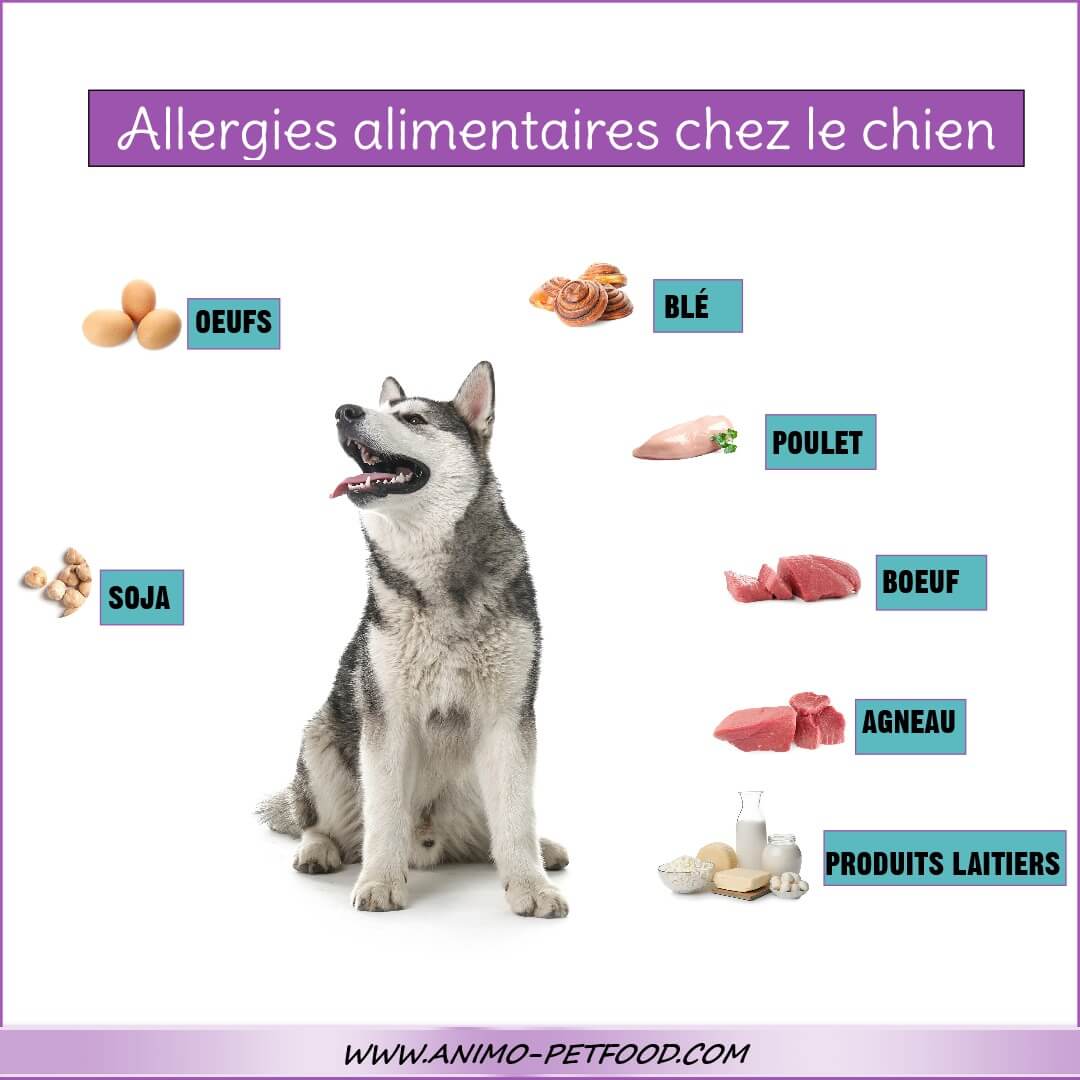 allergies-alimentaires-chez-le-chien